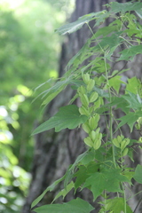 Dioscorea nipponica