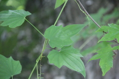 Dioscorea nipponica