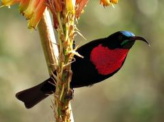 Chalcomitra senegalensis gutturalis