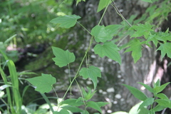 Dioscorea nipponica