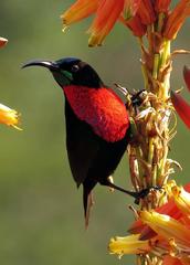 Chalcomitra senegalensis gutturalis