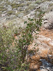 Holodiscus discolor microphyllus