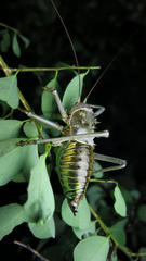 Acanthoplus discoidalis