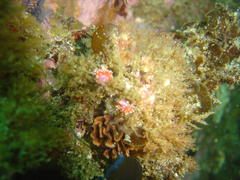 Paraflabellina funeka