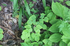 Thalictrum filamentosum