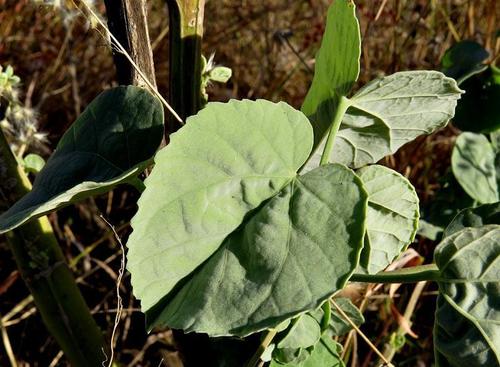 Abutilon angulatum var. angulatum image