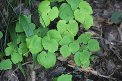Thalictrum filamentosum