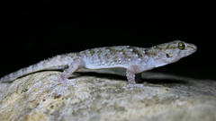 Chondrodactylus turneri