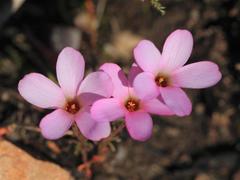 Oxalis porphyriosiphon