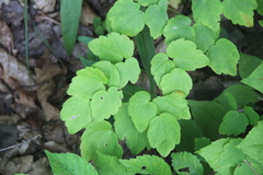 Thalictrum filamentosum