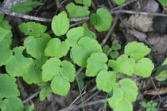 Thalictrum filamentosum