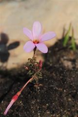 Oxalis porphyriosiphon