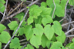 Thalictrum filamentosum