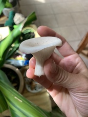 Pleurotus cornucopiae