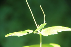 Thalictrum filamentosum