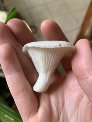 Pleurotus cornucopiae