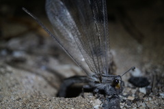 Heoclisis