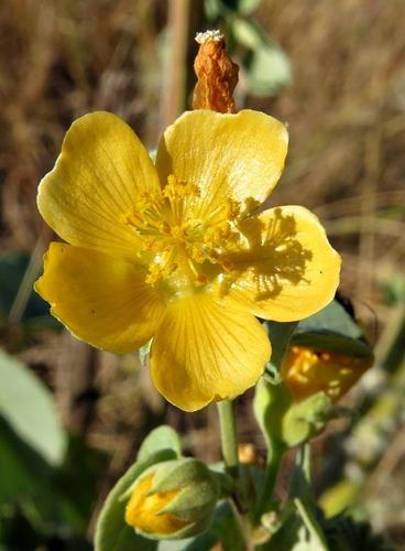 Abutilon image