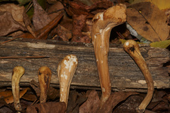 Clavariadelphus americanus