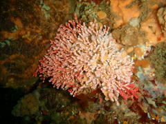 Melithaea rubra