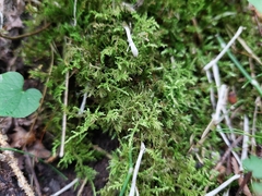 Thuidium recognitum