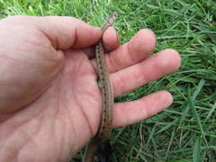 Storeria dekayi