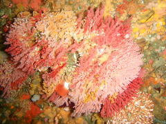 Melithaea rubra