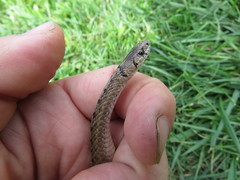 Storeria dekayi
