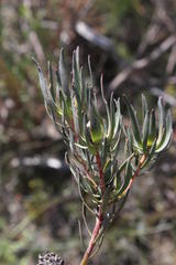 Leucadendron lanigerum laevigatum