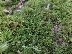 Eurhynchiastrum pulchellum