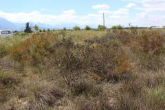 Leucadendron lanigerum laevigatum