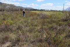 Leucadendron lanigerum laevigatum