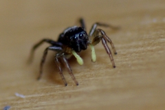 Heliophanus flavipes