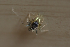 Heliophanus flavipes