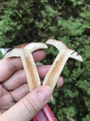 Lactarius trivialis