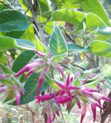 Cestrum roseum