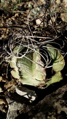 Astrophytum capricorne