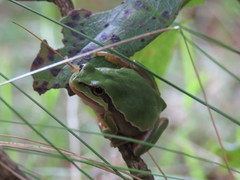 Hyla walkeri