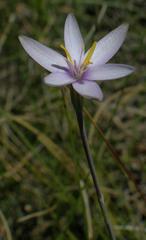 Hesperantha helmei