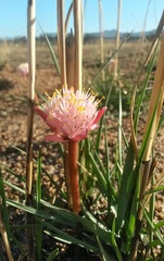 Haemanthus pumilio