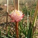 Delicate Bloodlily - Photo (c) Alex Lansdowne, some rights reserved (CC BY-NC), uploaded by Alex Lansdowne