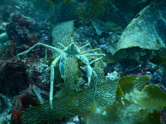 Eurypodius longirostris