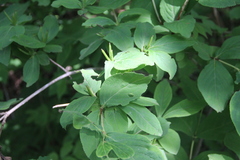 Weigela praecox