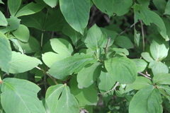 Weigela praecox