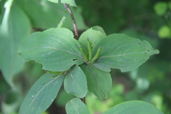Weigela praecox