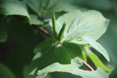 Weigela praecox