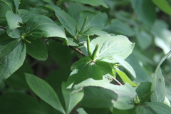 Weigela praecox