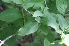 Weigela praecox