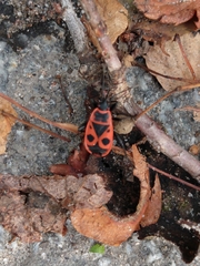 Pyrrhocoris apterus