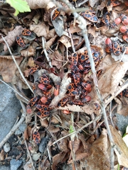 Pyrrhocoris apterus